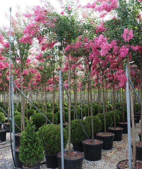 Lagerstroemia indica high stem Crepe myrtle