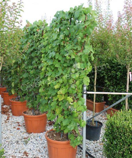 Grape vine - Vitis vinifera