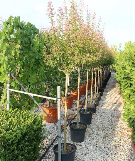 Lagerstroemia indica 1/2 stem Crepe myrtle