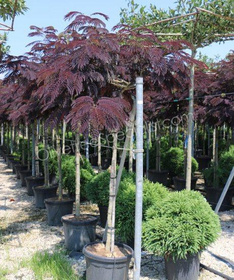 High stem Albizia julibrissin 'Summer Chocolate' - Persian silk tree