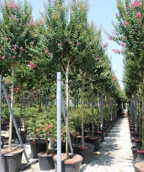 Lagerstroemia indica high stem Crepe myrtle