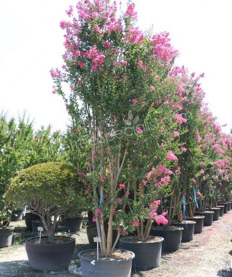 Lagerstroemia indica multi-stemmed crepe myrtle