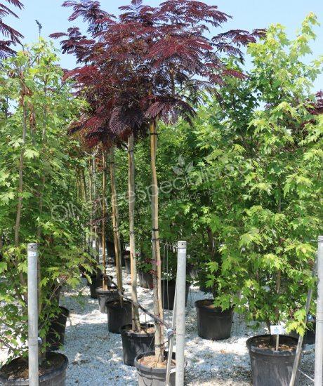 High stem Albizia julibrissin 'Summer Chocolate' - Persian silk tree