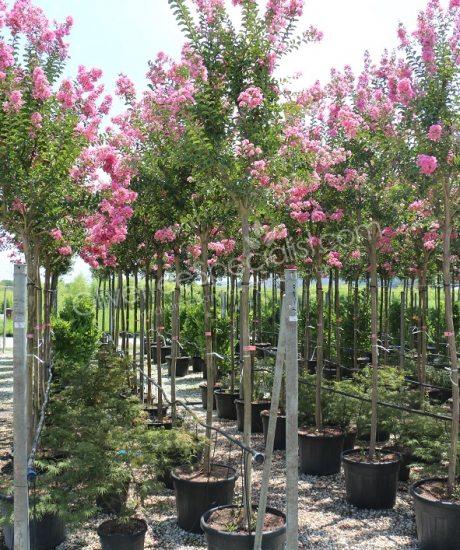 Lagerstroemia indica high stem Crepe myrtle