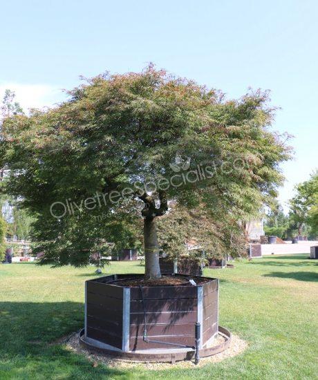 Acer palmatum - Japanese Maple