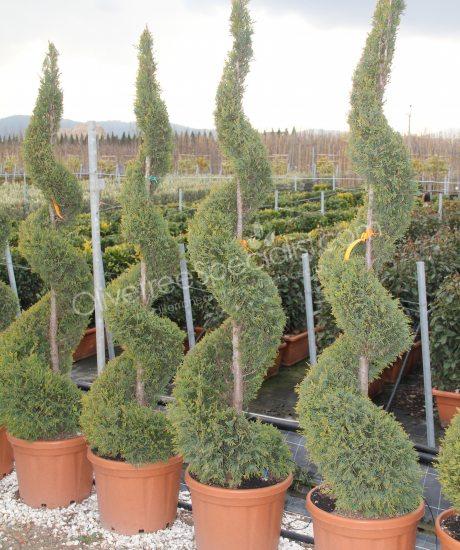 Cupressocyparis leylandii 'Castlewellan Gold'