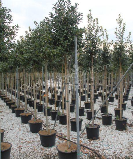 High stem Ilex 'Nellie Stevens' Holly