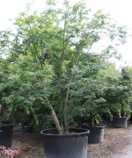 Acer palmatum 'Viride' - Japanese Maple