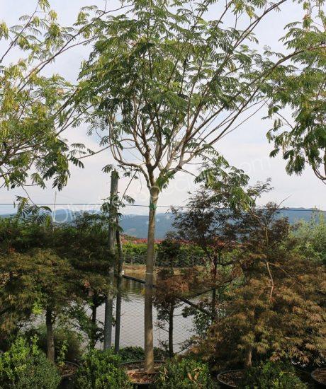 High stem Albizia julibrissin 'Ombrella' - Persian silk tree