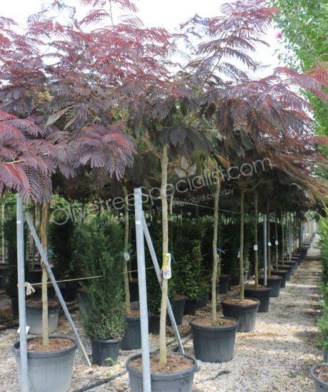 High stem Albizia julibrissin 'Summer Chocolate' - Persian silk tree