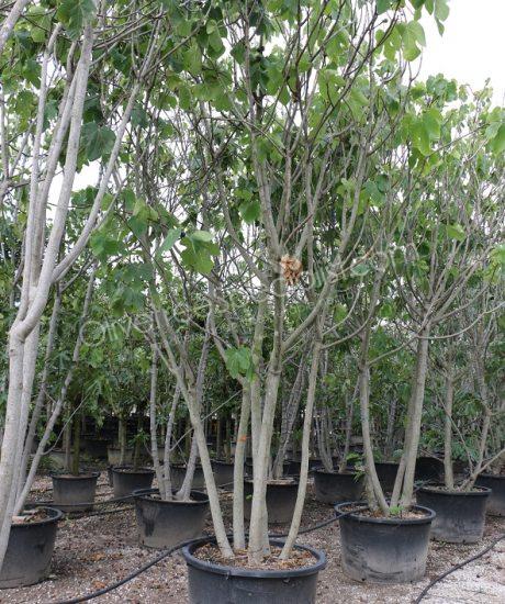 Fig tree 'Forma Toscana' - Ficus carica - multi-stemmed