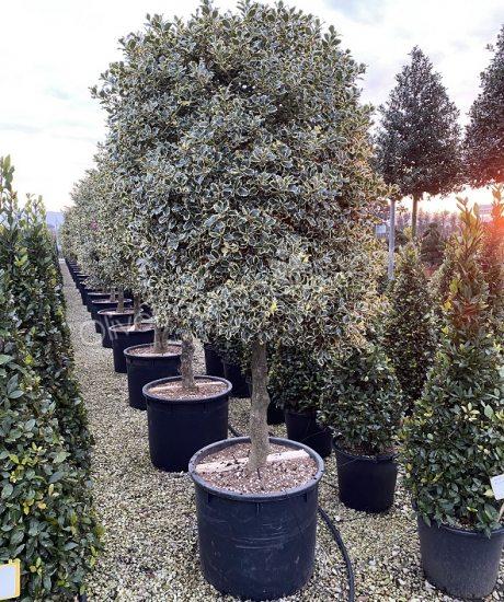Buy a Ilex aquifolium 'Variegata Aurea' Holly