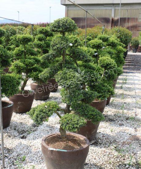Ilex crenata 'Kinme' Bonsai