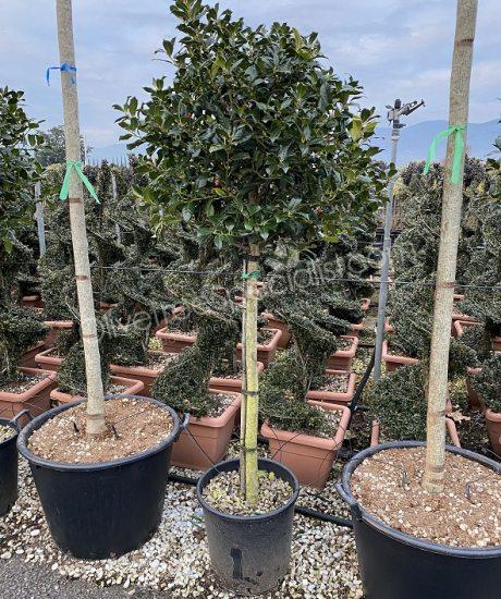 Half stem Ilex 'Nellie Stevens' Holly