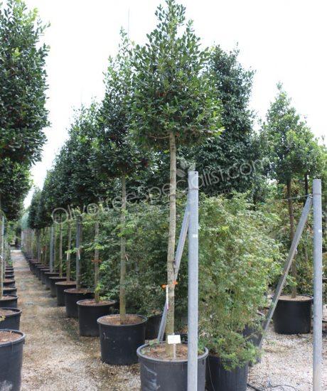 High stem Ilex 'Nellie Stevens' Holly