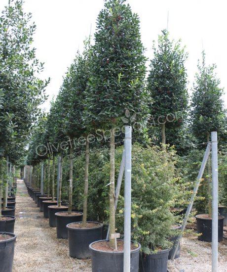 High stem Ilex 'Nellie Stevens' Holly