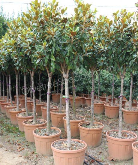 1/2 stem Magnolia grandiflora 'Little Gem' - Evergreen tulip tree