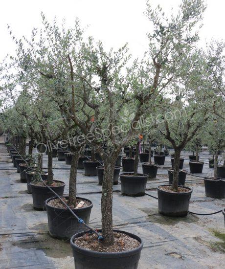 Tuscan Olive Tree Olea europaea