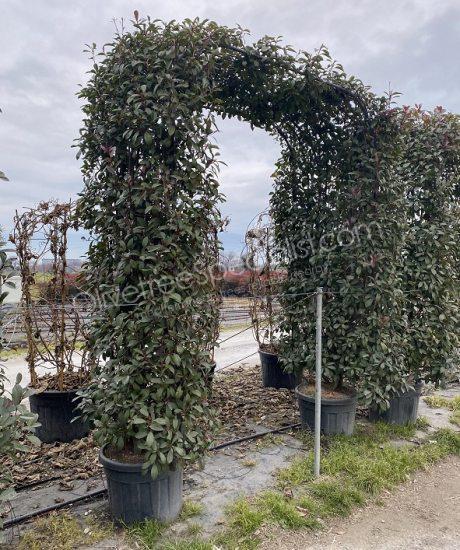 Bow shape Photinia fraseri 'Red Robin' - Photinia