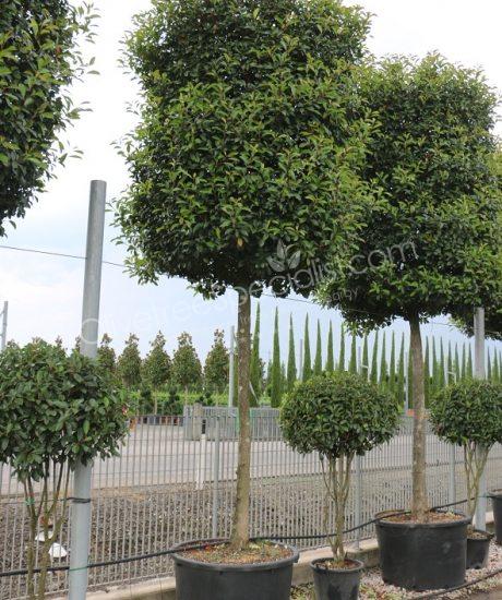 high stem Photinia fraseri 'Red Robin' - Photinia cylinder crown