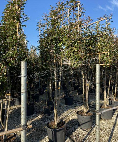 Buy a pleached Photinia fraseri 'Red Robin' - Photinia