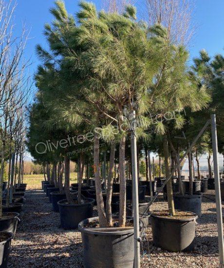 Pinus pinea - Stone pine