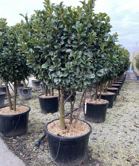 Buy Prunus laurocerasus