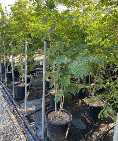 Multi-stemmed Albizia julibrissin 'Ombrella' - Persian silk tree