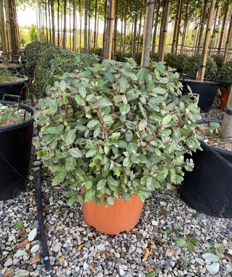Elaeagnus ebbingei Olive willow Ball shape