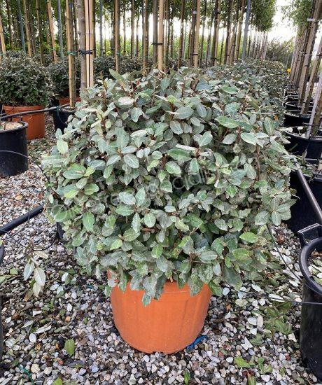Elaeagnus ebbingei Olive willow Ball shape