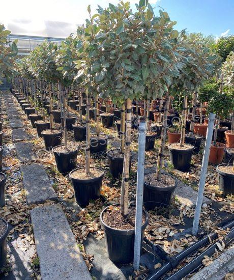 half stem Elaeagnus ebbingei - Silverberry