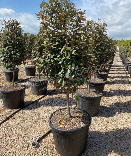 Multi-stemmed Elaeagnus ebbingei - Silverberry