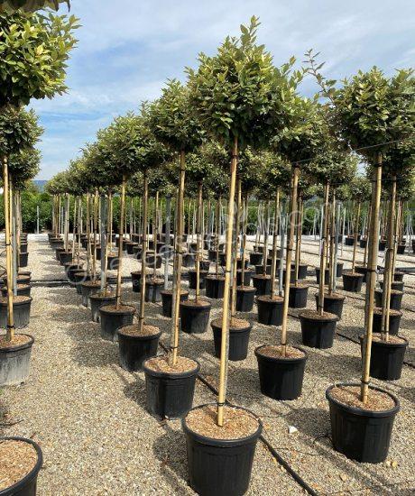 high stem Elaeagnus ebbingei - Silverberry