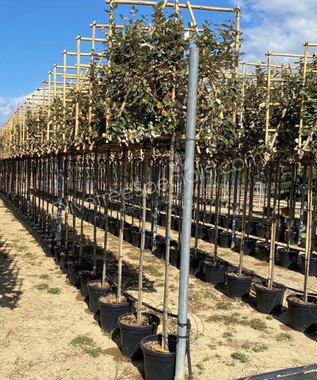 Pleached Elaeagnus ebbingei - Silverberry