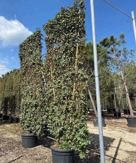Pleached Elaeagnus ebbingei - Silverberry
