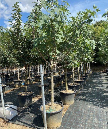 Fig tree 'Forma Toscana' - Ficus carica - 1/2 stem