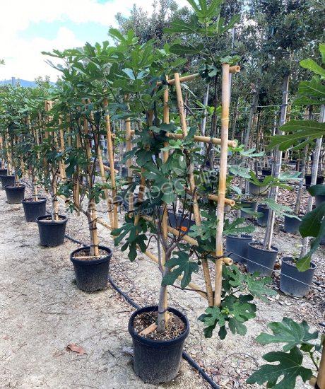 Fig tree 'Forma Toscana' - Ficus carica - Pleached
