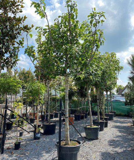 Fig tree - Ficus carica - high standard