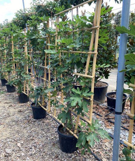 Fig tree 'Forma Toscana' - Ficus carica - espalier
