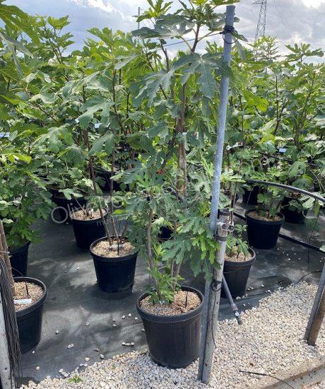 Fig tree 'Forma Toscana' - Ficus carica - multi-stemmed