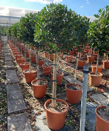 Half stem Ilex 'Nellie Stevens' Holly
