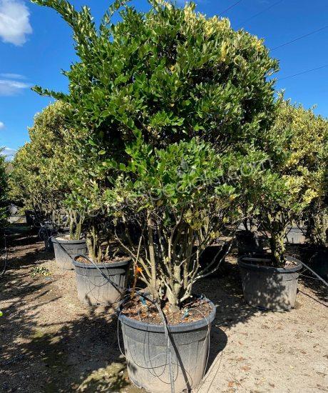 Buy a Multi-stemmed Ligustrum texanum