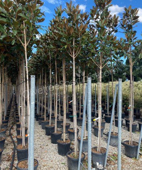 Magnolia grandiflora 'Gallisoniensis' - Evergreen tulip tree pyramid crown