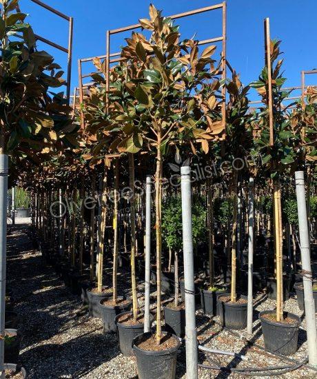 Magnolia grandiflora 'Gallisoniensis' - Evergreen tulip tree