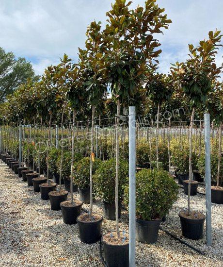 Magnolia grandiflora 'Goliath' -  Evergreen tulip tree