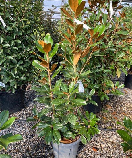 Magnolia grandiflora 'Goliath' - Evergreen tulip tree