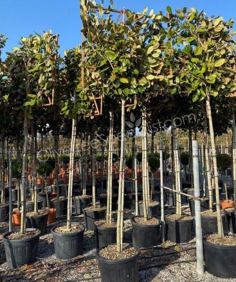 Magnolia grandiflora 'Gallisoniensis' - Evergreen tulip tree