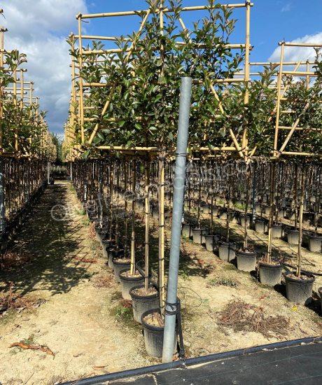 Pleached Photinia fraseri 'Red Robin' - Photinia