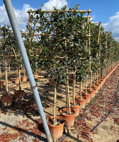 pleached Photinia fraseri 'Red Robin' - Photinia