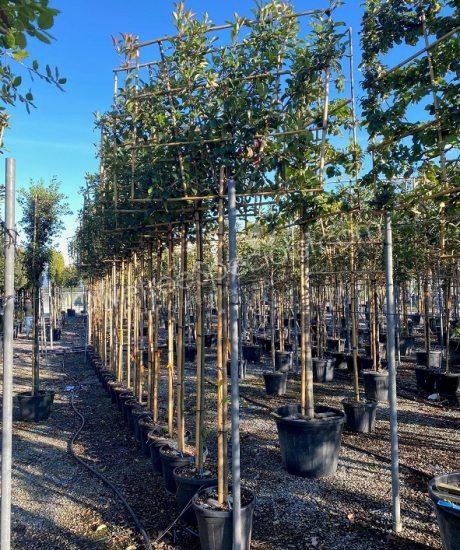 Pleached Photinia fraseri 'Red Robin' - Photinia